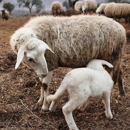 Santa Maria Vakantieboerderij San Venanzo